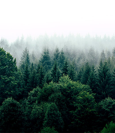 a forest of trees