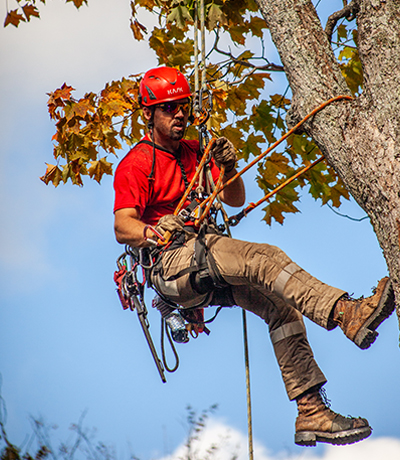 Madden-Tree-maintenance