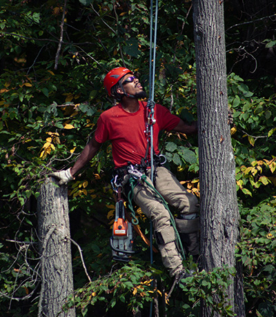 Madden-Tree-removal