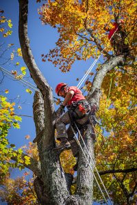 an image of an arborist pruning a tree limb